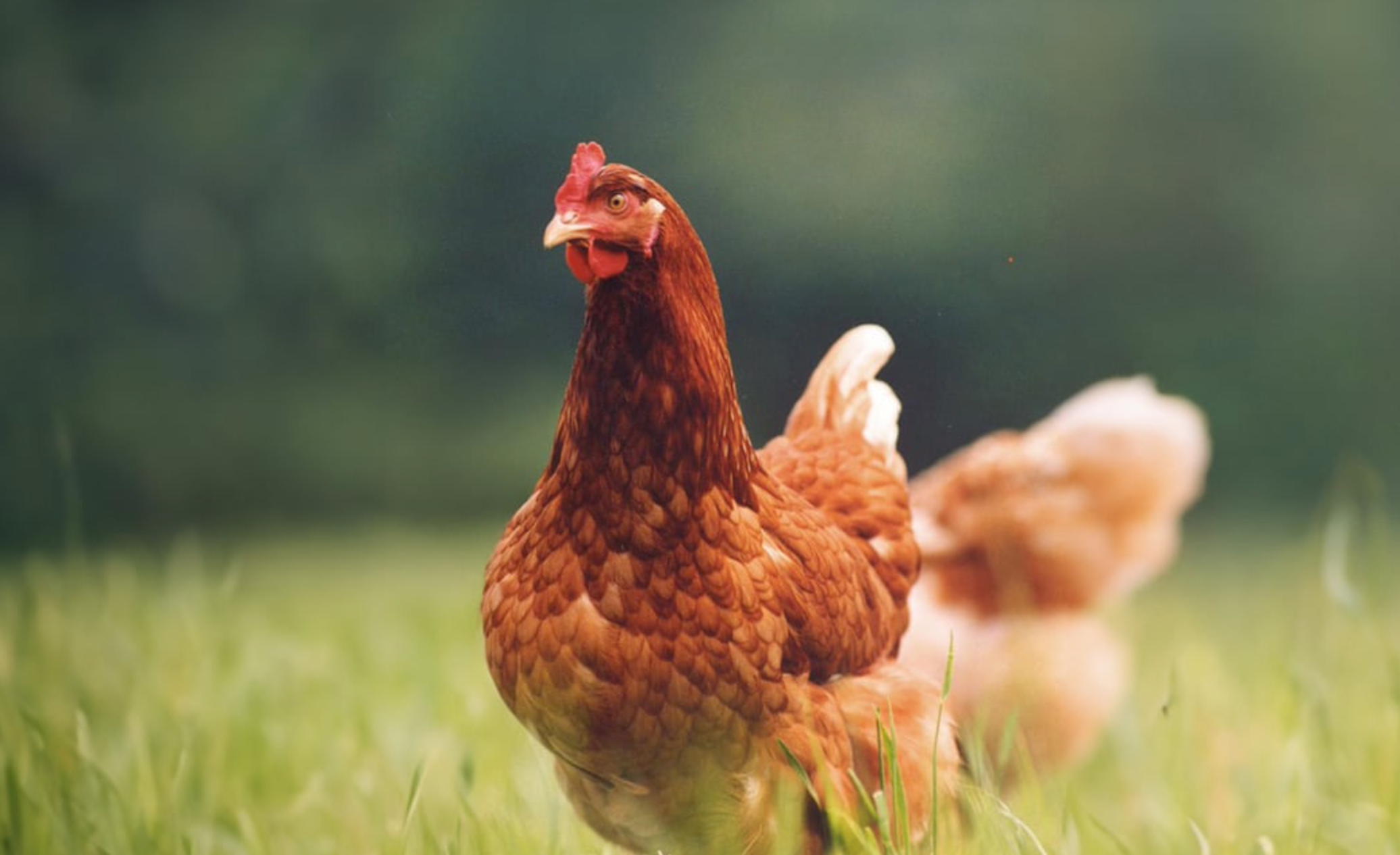 Sacrifican a una gallina como ofrenda al Día de la Lluvia en el Senado (VIDEO)